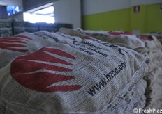 Patate da seme. Di una grande cooperativa olandese.