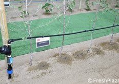 Acqua Campus - dettaglio