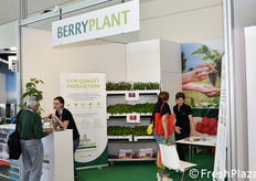 Piantine di mora e lampone.