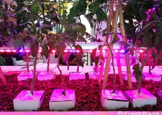 Luce artificiale in agricoltura.