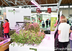 Automazione per serre - Impianti idroponici e aeroponici.