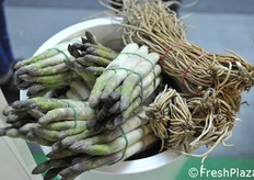 Asparagi del Coviro.