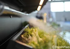 Vapore freddo per il mantenimento delle verdure negli scaffali della Gdo.