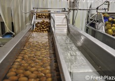 Lavaggio kiwi.