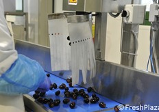 Acini di uva alla macchina agevolatrice.