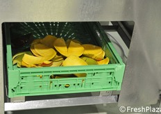 Le bucce di mango dopo la pelatura.