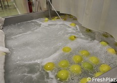 Lavaggio e sanificazione mele.