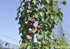 Rubilis, bella colorazione e buon sapore.
