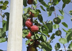 Rubilis (nella foto), Rubissia e Rubely sono state le varietà di albicocche rosse protagoniste ieri, 12 giugno 2018, dell'Open Day presso la Vivai F.lli Zanzi, organizzato in collaborazione con IPS International Plant Selection. Le tre varietà fanno parte della famiglia Rubyngo e presso Zanzi vi sono campi sperimentali che ormai stanno dando conferme. (fotoservizio Cristiano Riciputi)