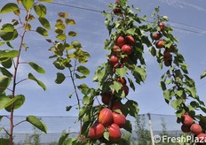 Rubilis, Rubissia e Rubely sono state le varietà di albicocche rosse protagoniste ieri, 12 giugno 2018, dell'Open Day presso la Vivai F.lli Zanzi, organizzato in collaborazione con IPS International Plant Selection. Le tre varietà fanno parte della famiglia Rubyngo e presso Zanzi vi sono campi sperimentali che ormai stanno dando conferme. (Fotoservizio Cristiano Riciputi)