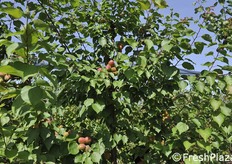 Rubely, più tardiva delle precedenti.