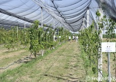 Selezioni di diverse tipologie di ciliegio.