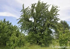 Un altro albero secolare di Morella.