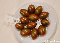 Una serie di ibridi di pomodoro gioca sulla presenza di antociani, con interessanti risultati.