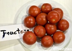 Pomodori a maggiore percentuale di fruttosio negli zuccheri contenuti.