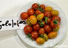 Incroci tra pomodori tradizionali e materiale genetico selvatico (pomodori delle Galapagos).