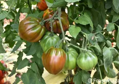 Pomodori ad alto contenuto di antociani, con spalla verde non soggetta a ingiallimento: un connotato che contribuisce ad allungare il ciclo commerciale del prodotto.