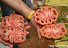 Il confronto tra la densità interna di questi pomodori (sulla sinistra) rispetto ai classici costoluti/cuore di bue (a destra).