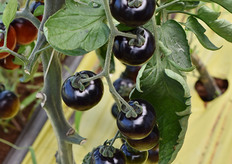 Un dettaglio del pomodoro nero.