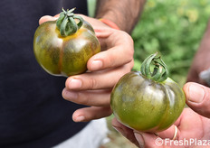 "Nelle tipologie "brown" (marroni) rientrano varie tipologie di pomodori..."