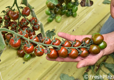 ... anche datterini: oltre che belli da vedere e buoni da mangiare, sono altamente produttivi, non soggetti a spaccature o a sgrappolamento, e con un patrimonio di resistenze di tutto rispetto.