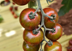 Sfumatura cromatica sorprendente in un pomodorino tigrato.
