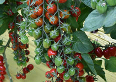 "Queste e altre linee di miglioramento genetico potranno essere in grado di produrre un vero "cambio di paradigma". Non siamo infatti in presenza di prodotti-chimera, né di specialità di nicchia: le nuove proposte presentano rese, efficienza e resistenze del tutto paragonabili ai pomodori da consumo fresco più diffusi oggi, consentendo dunque effettivi benefici agli attori dell'intera filiera."