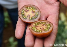 In un contesto nel quale i consumi stanno cambiando gusti e aspettative, United Genetics Italia-Gruppo Kagome scommette sulla concreta possibilità di un proficuo colloquio e di una alleanza tra il lavoro di ricerca e innovazione sulle sementi e la tavola del consumatore finale.