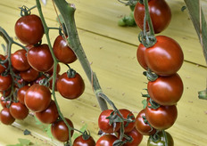 Pomodori ad alto contenuto di licopene.