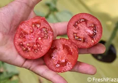 La vivace colorazione interna dei pomodori ad alto contenuto di licopene.