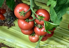 "Ibrido di pomodoro "rosa". United Genetics sta lavorando per mantenere, oltre che la colorazione, anche il tratto gustativo originario del pomodoro Momotaro, varietà originaria del Giappone nota non solo per il colore rosa, ma soprattutto per le caratteristiche organolettiche peculiari."