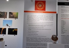 La sala museale ospita oggetti molto originali. La produzione e la trasformazione del frutto sono raccontate attraverso fotografie di Gabriele Tolisano e Anna Lauria. C'è anche una scheda olistica (in foto) curata dalla socia fondatrice di Aglaia Carolina Battistiol, istruttore di Yoga.