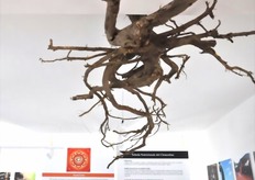 Radice di Clementine sul soffitto.