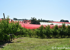 Le prime piante furono introdotte nel 1985 da Giorgio Eleuteri in questo areale, connotato dalla buona aerazione e da terreni ideali per lo sviluppo di una peschicoltura professionale.