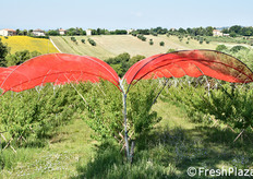 Le superfici complessive, in provincia di Macerata e di Fermo, coprono oltre 50 ettari, di cui oltre 20 costituiti da un impianto recente, che entrerà in produzione nel 2020. L'azienda Eleuteri, nel corso del tempo, ha diversificato gli areali collaborando con altre imprese in altre regioni d'Italia. L'obiettivo per il 2019 è arrivare a una superficie di 100 ettari, su complessivi 700-800 ettari che, in Italia, producono pesche piatte.