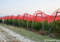 Reti fotoselettive sugli impianti. Installati tre anni fa, stanno dando risultati in termini di colorazione dei frutti e sviluppo del profilo aromatico.