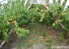 Piante allevate a Y incrociata. A terra, i residui della potatura effettuata periodicamente per favorire l'insolazione dei frutti eliminando alcuni rami.