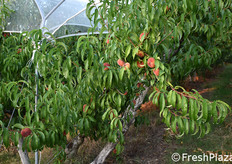 Varietà Strike. La resa produttiva può arrivare a 30 kg per pianta.