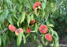 Dettaglio dei frutti di varietà Strike.