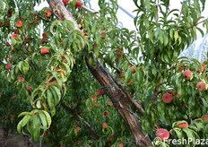 "Frutti di Strike, varietà protetta di pesca platicarpa a polpa bianca, scoperta presso l'azienda agricola Eleuteri. Si tratta di una mutazione spontanea di "Stark Saturn", avvenuta negli anni 2000."
