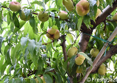Stessa varietà, ma a uno stadio di maturazione precedente; eppure siamo a una distanza di soli 500 metri dalle piante viste nelle foto precedenti! Ciò dimostra come anche solo piccole differenze nell'orientamento dell'impianto e nell'insolazione producono scalarità nella maturazione, consentendo una raccolta più tardiva.