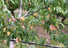 Questi frutti saranno raccolti solo agli inizi di agosto.