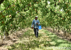 La raccolta avviene rigorosamente a mano, attraverso numerosi passaggi nel frutteto, al fine di staccare solo i frutti maturi. Le operazioni si svolgono dalle 6:00 del mattino fino massimo alle ore 13:00, per evitare che i frutti si surriscaldino troppo.