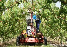 Mezzo per la raccolta (sempre manuale) dei frutti collocati sui rami più alti.
