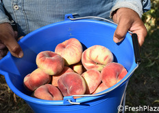 Dettaglio dei frutti raccolti in questa passata.