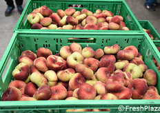 Tutto il prodotto raccolto e collocato in cassette (non in bins) viene conferito allo stabilimento di lavorazione, dove avviene una prima spazzolatura a secco del prodotto e una precalibratura.