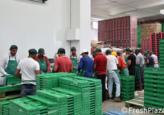 Stoccato in celle frigo a una temperatura di 5 gradi centigradi, il prodotto viene successivamente calibrato e confezionato in base alle richieste dei clienti.