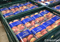 Saturnia è una pesca che ha saputo conquistare importanti spazi di mercato, con rapporti di collaborazione in esclusiva con alcune delle principali catene della GDO italiana. In foto: Saturnia in vaschette da 500 grammi a marchio Sapori&Dintorni Conad.