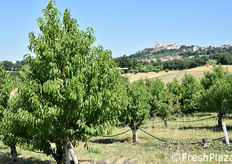 La splendida ambientazione del frutteto originario, situato a Montecosaro (MC).