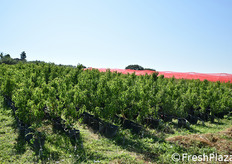 Collezione varietale.